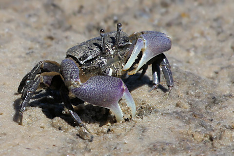 Semaphore Crab (Heloecius cordiformis)